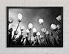 Black And White Tulip Skys Framed Wall Art