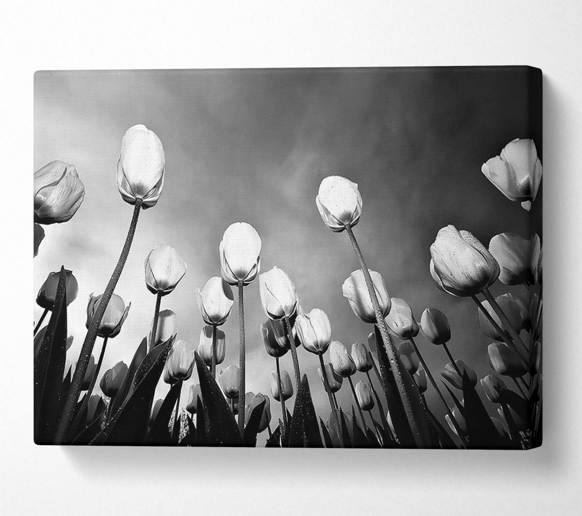 Black And White Tulip Skys Canvas Wall Art