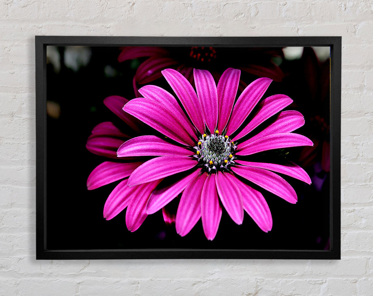 Cerise Daisy Petals Framed Wall Art