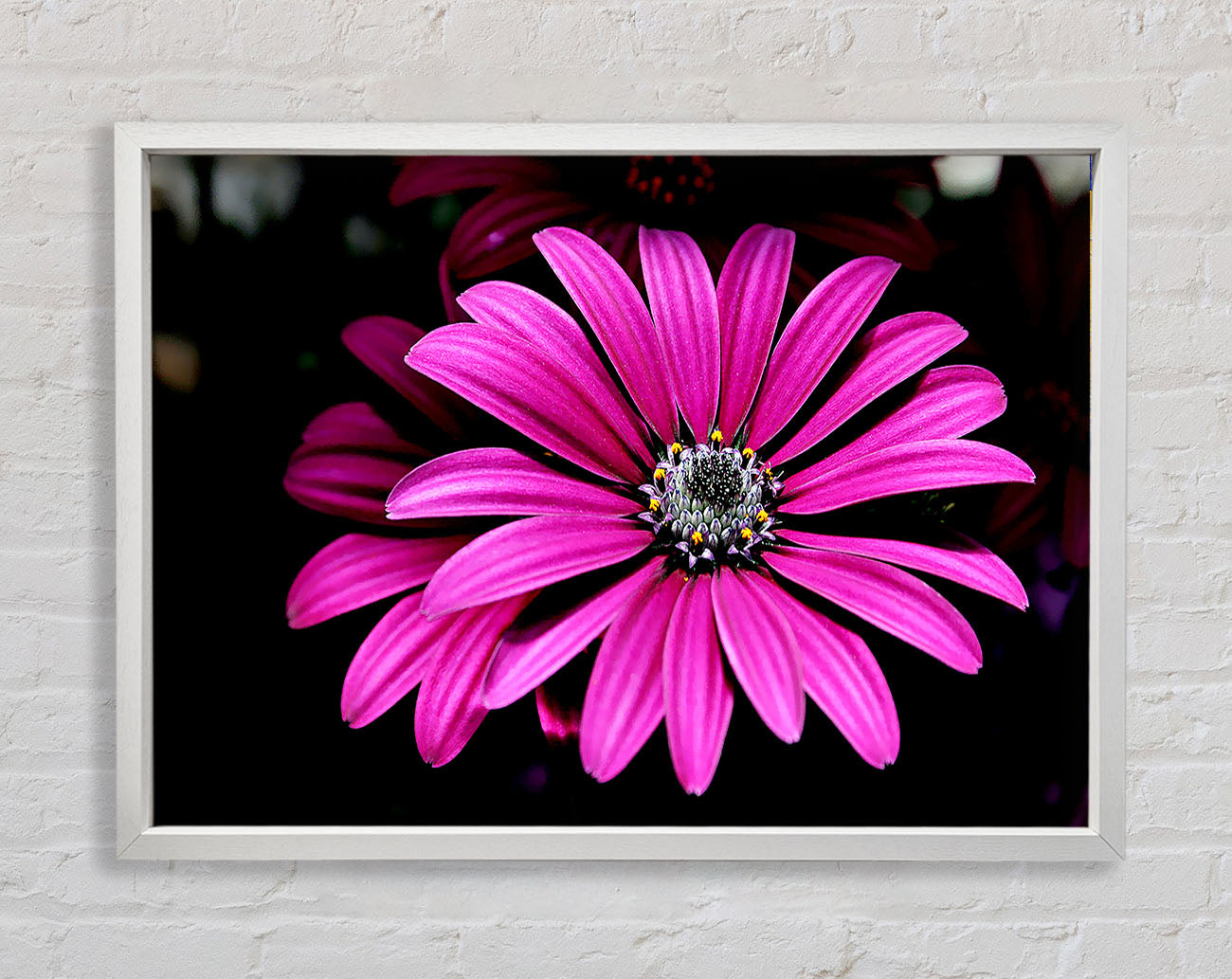Cerise Daisy Petals Framed Wall Art