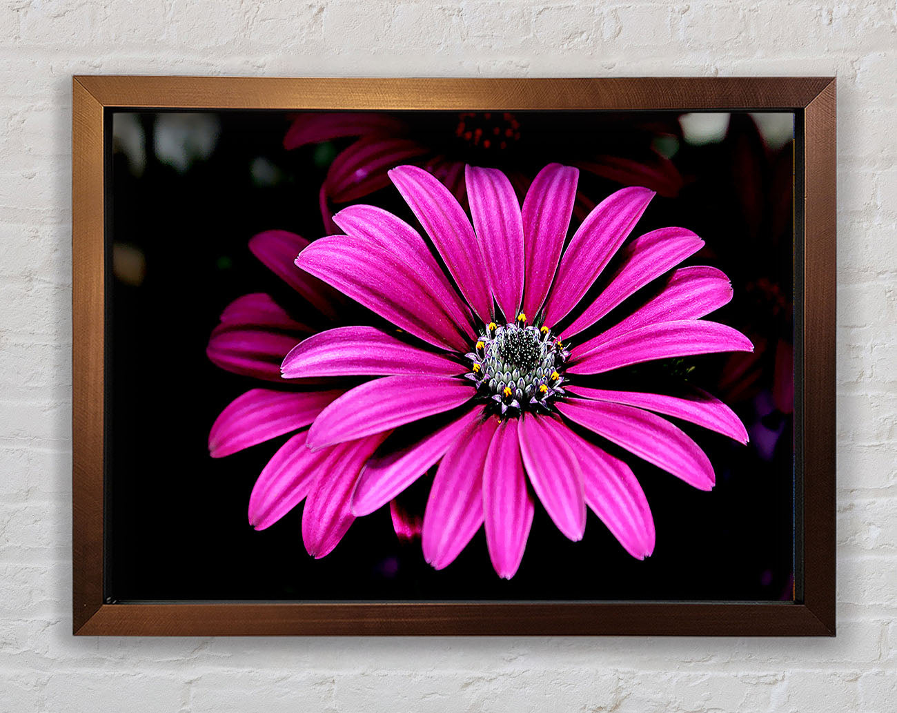 Cerise Daisy Petals Framed Wall Art