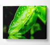 Green Leaf Reflection Canvas Wall Art