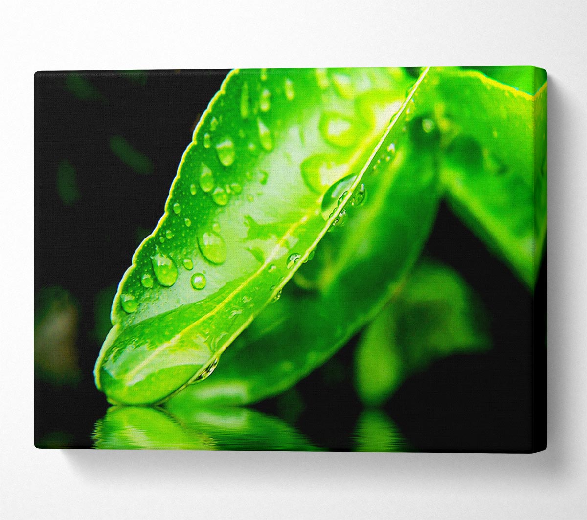 Green Leaf Reflection Canvas Wall Art