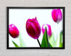 Cerise Tulip Quads Framed Wall Art
