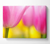 Close-Up Soft Heaven Tulip Canvas Wall Art