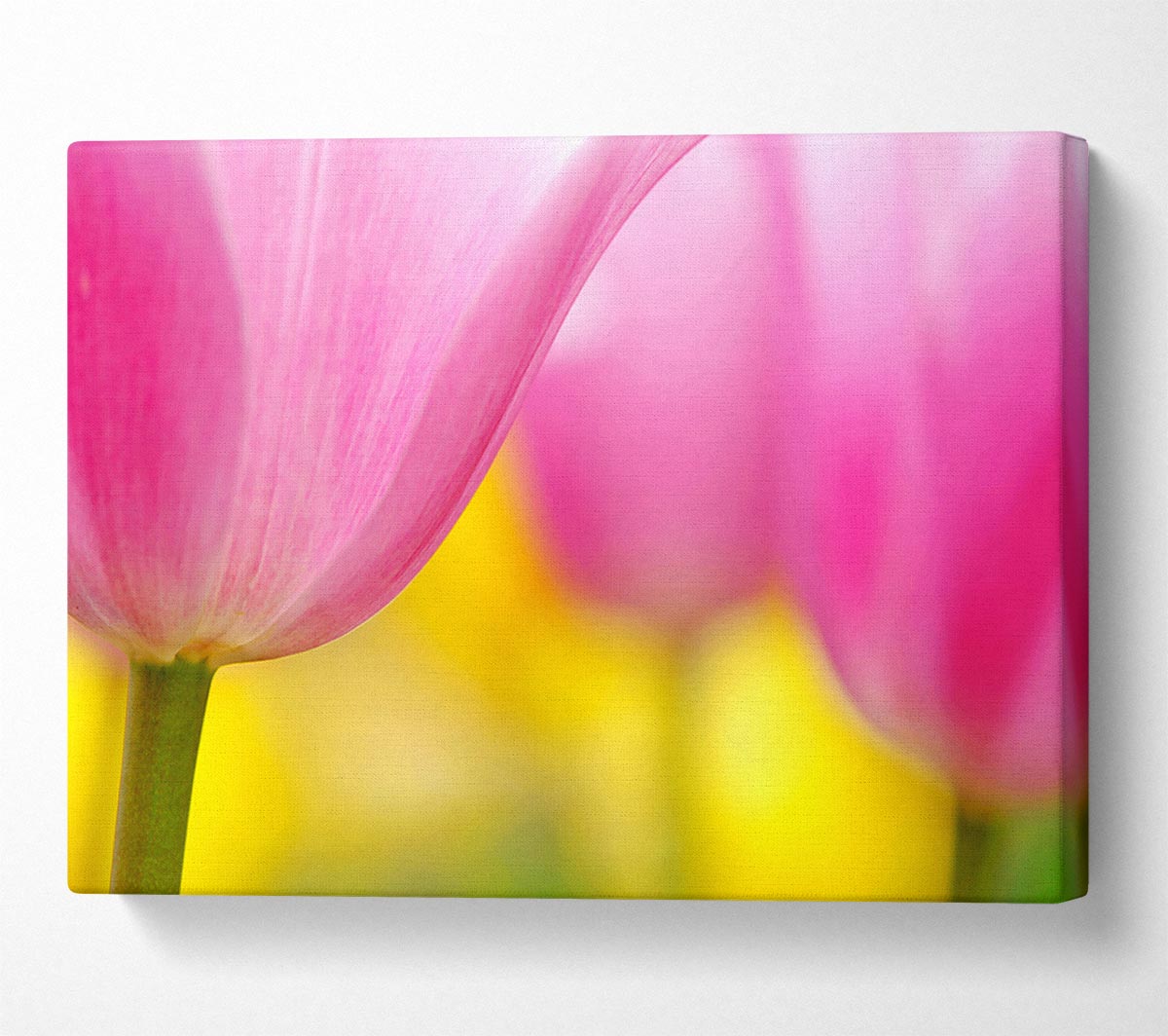 Close-Up Soft Heaven Tulip Canvas Wall Art