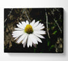 White Single Daisy Head Canvas Wall Art