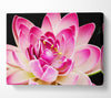 Water Lily Petals Canvas Wall Art
