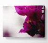Stunning Cerise Winter Flowers Canvas Wall Art