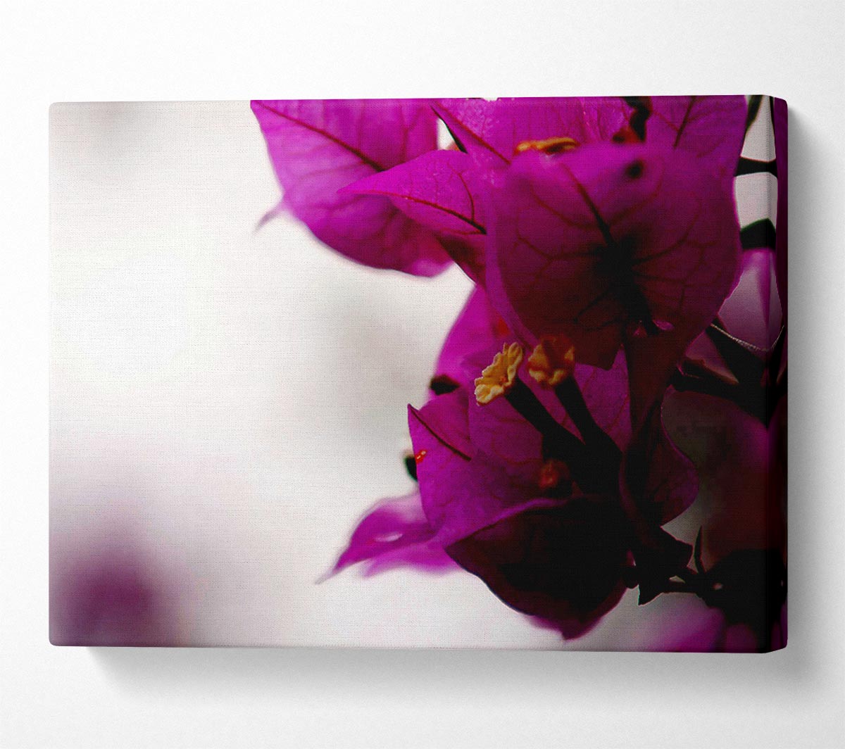 Stunning Cerise Winter Flowers Canvas Wall Art