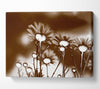 X-Ray Daisys Brown Canvas Wall Art