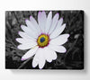 White Daisy On B n W Canvas Wall Art