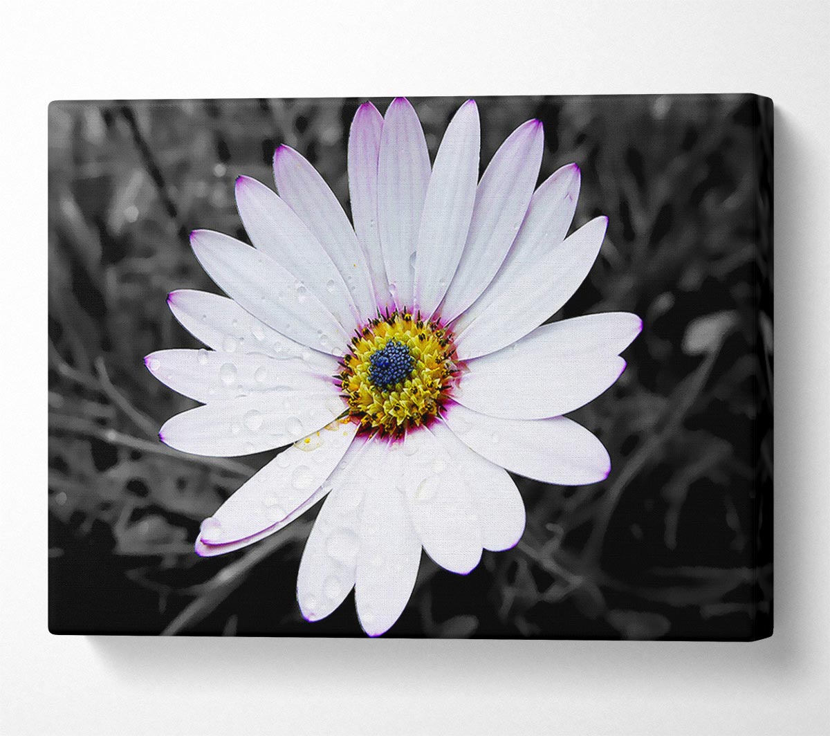 White Daisy On B n W Canvas Wall Art