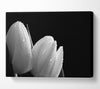 Black And White Tulip Beautys Canvas Wall Art