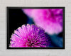Cerise Pink Pom Poms Framed Wall Art