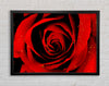Close-Up Of A Red Rose Framed Wall Art