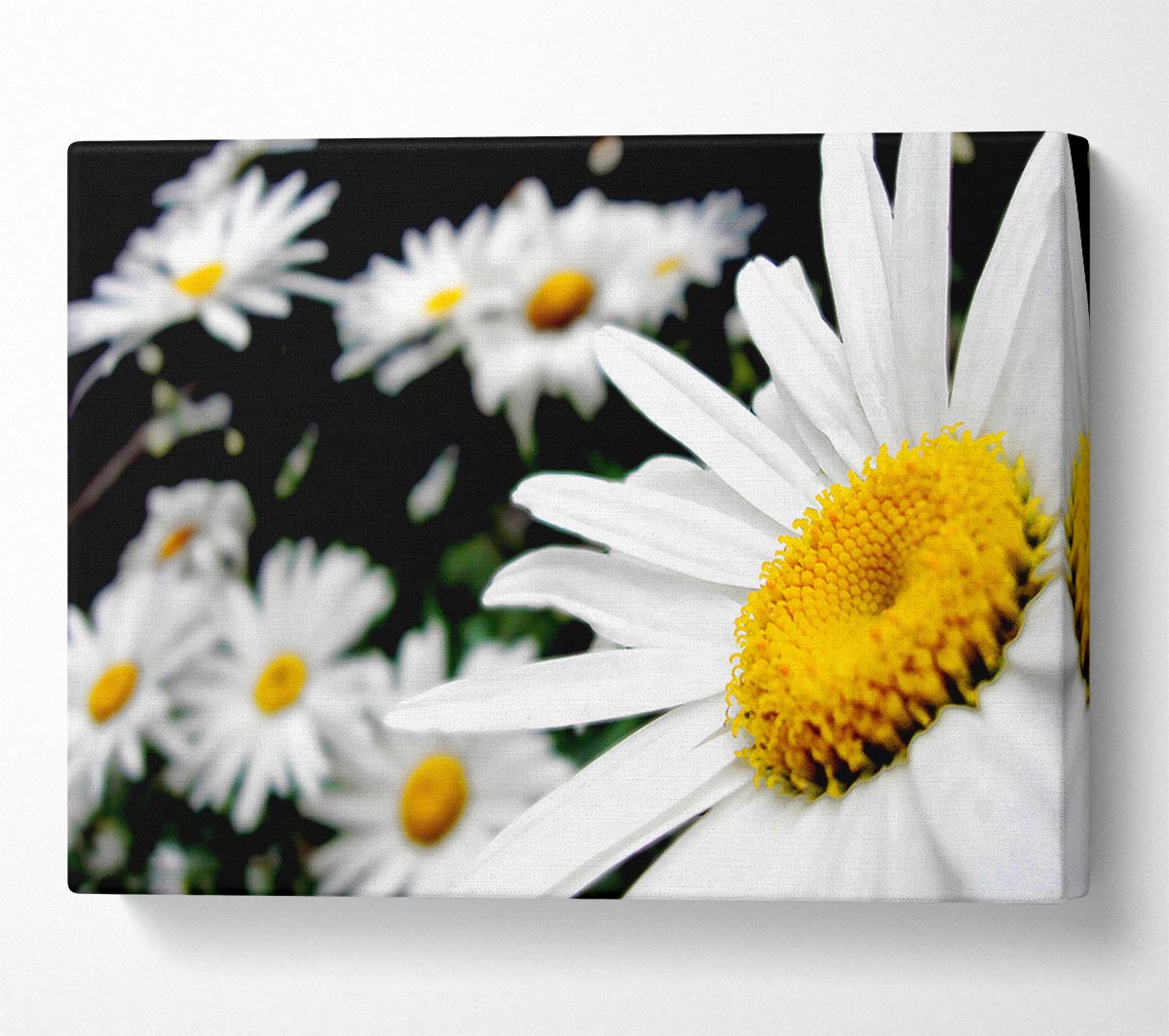 White Daisy Galore Canvas Wall Art