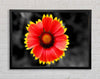 Colours Of The Sun Framed Wall Art
