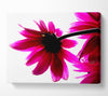 Stunning Pink Petals Bathed In Light Canvas Wall Art