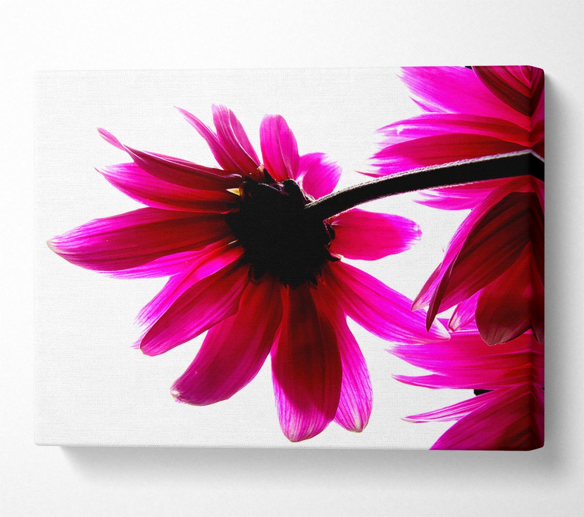 Stunning Pink Petals Bathed In Light Canvas Wall Art