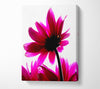Delicate Pink Canvas Wall Art