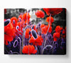 Field Of Red Poppys Canvas Wall Art