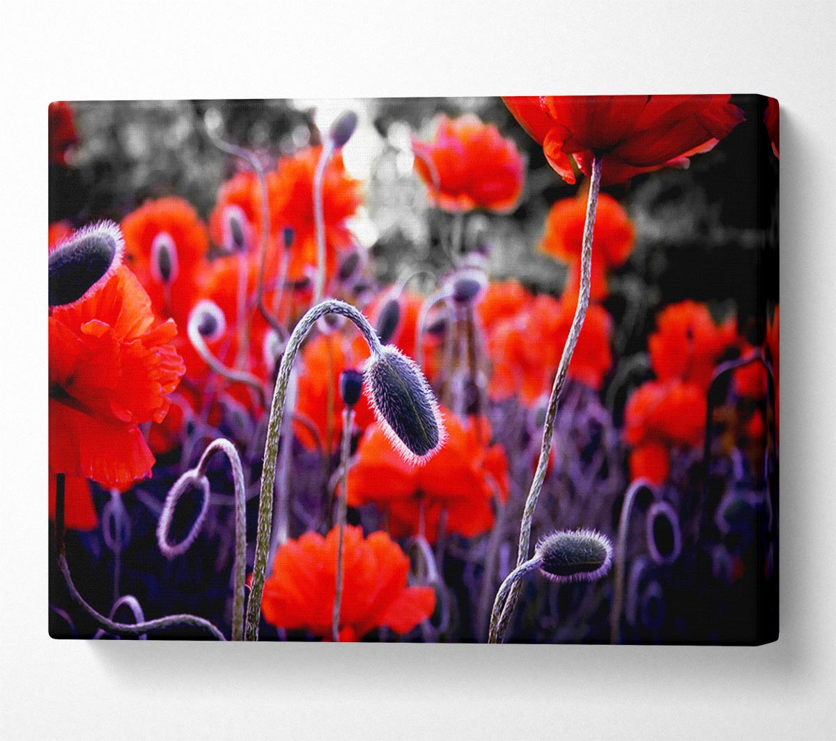 Field Of Red Poppys Canvas Wall Art