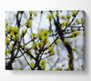 The First Signs Of Spring Canvas Wall Art