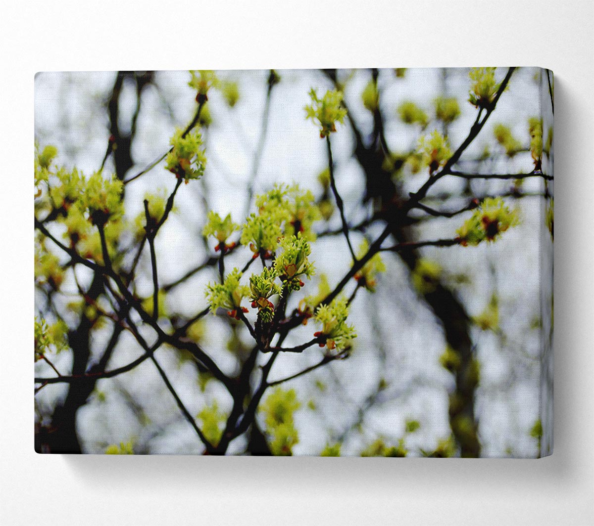 The First Signs Of Spring Canvas Wall Art