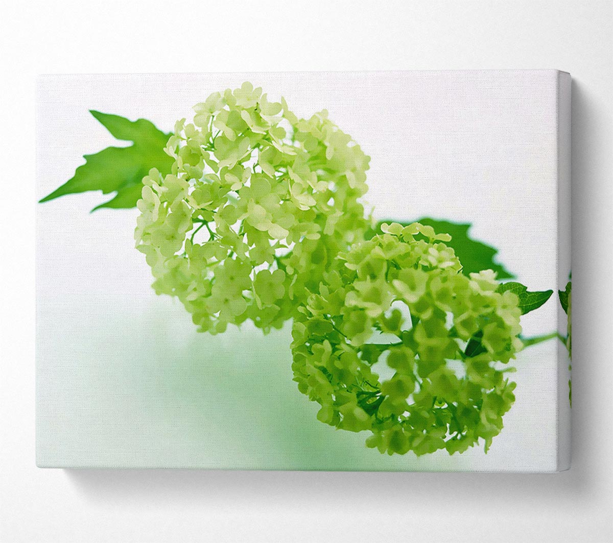 Green Rhododendron Canvas Wall Art