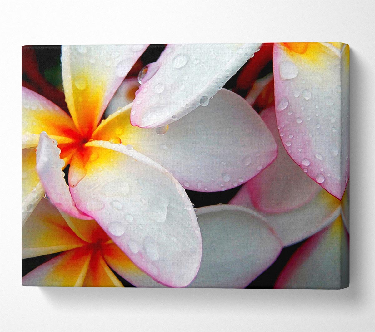 White Petal Dewdrop Canvas Wall Art