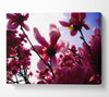 Pink Cherry Blossom In Sunlight Canvas Wall Art
