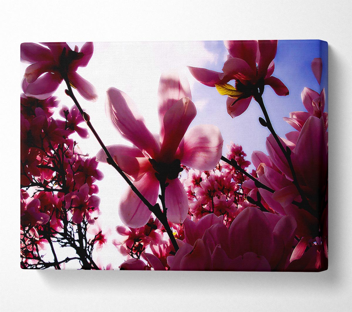 Pink Cherry Blossom In Sunlight Canvas Wall Art