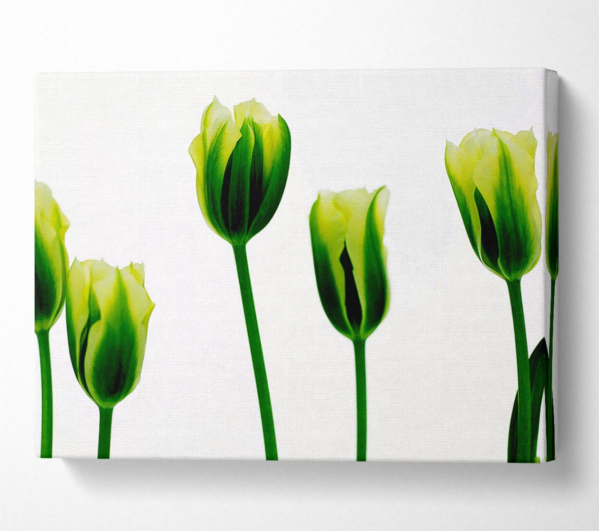 White Green Tulip Parade Canvas Wall Art