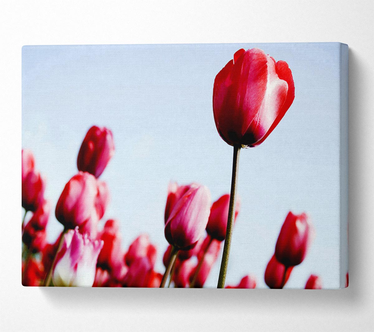 Pink Tulip March Canvas Wall Art