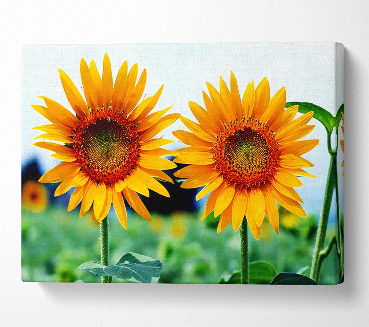 Twin Sunflowers Canvas Wall Art