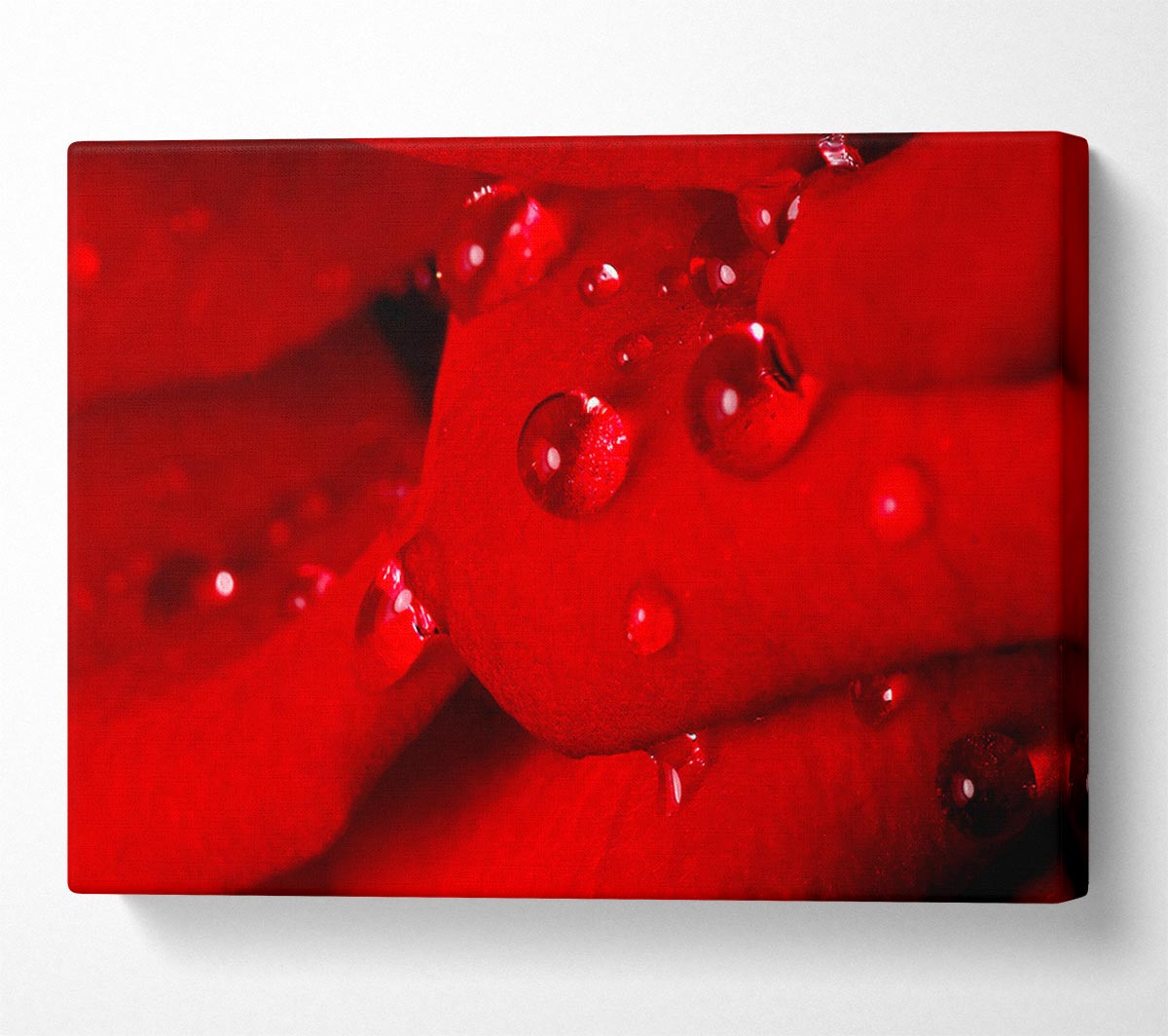 Red Petal Dew Drop Canvas Wall Art