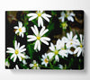 White Garden Daisies Canvas Wall Art