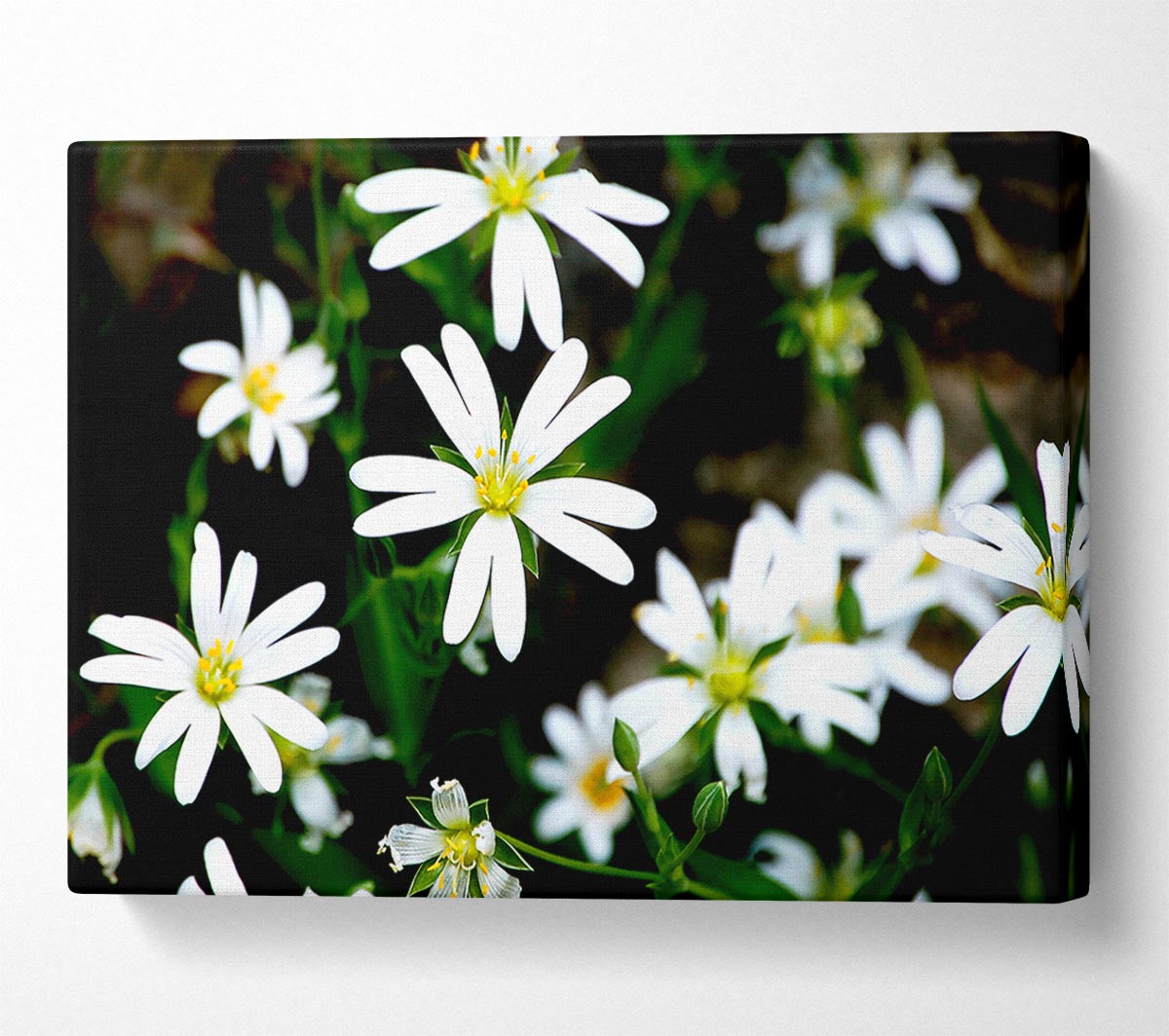 White Garden Daisies Canvas Wall Art