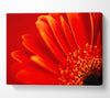 Orange On Orange Gerbera Petals Canvas Wall Art