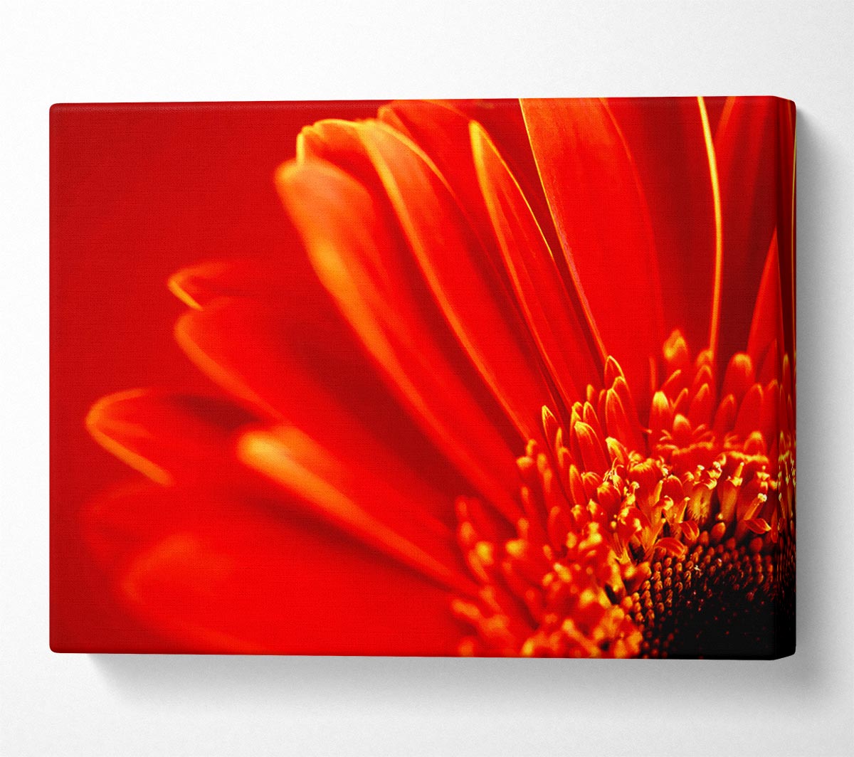Orange On Orange Gerbera Petals Canvas Wall Art
