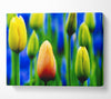 Yellow Tulips In A Blue Field Canvas Wall Art