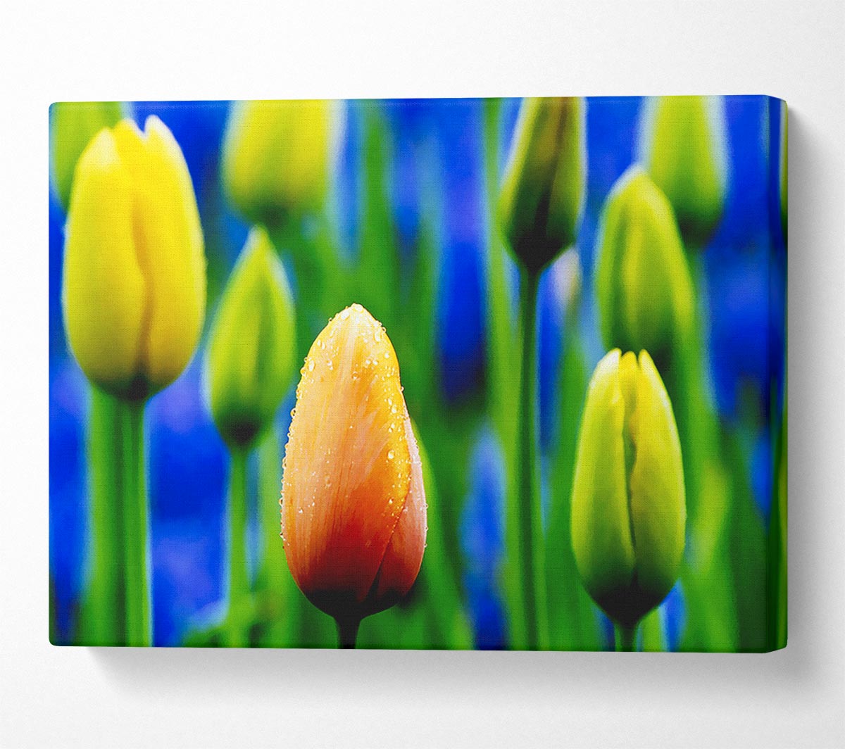 Yellow Tulips In A Blue Field Canvas Wall Art