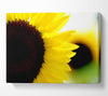 Sunflower Really Close-Up Canvas Wall Art