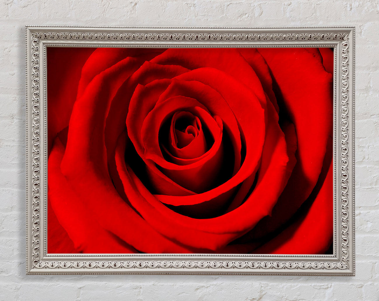 Close-Up Of The Soft Red Rose Framed Wall Art