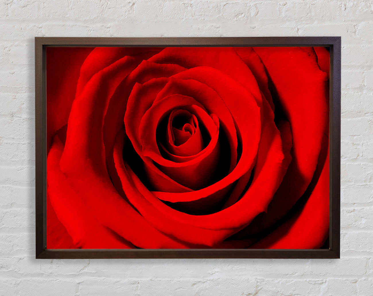Close-Up Of The Soft Red Rose Framed Wall Art