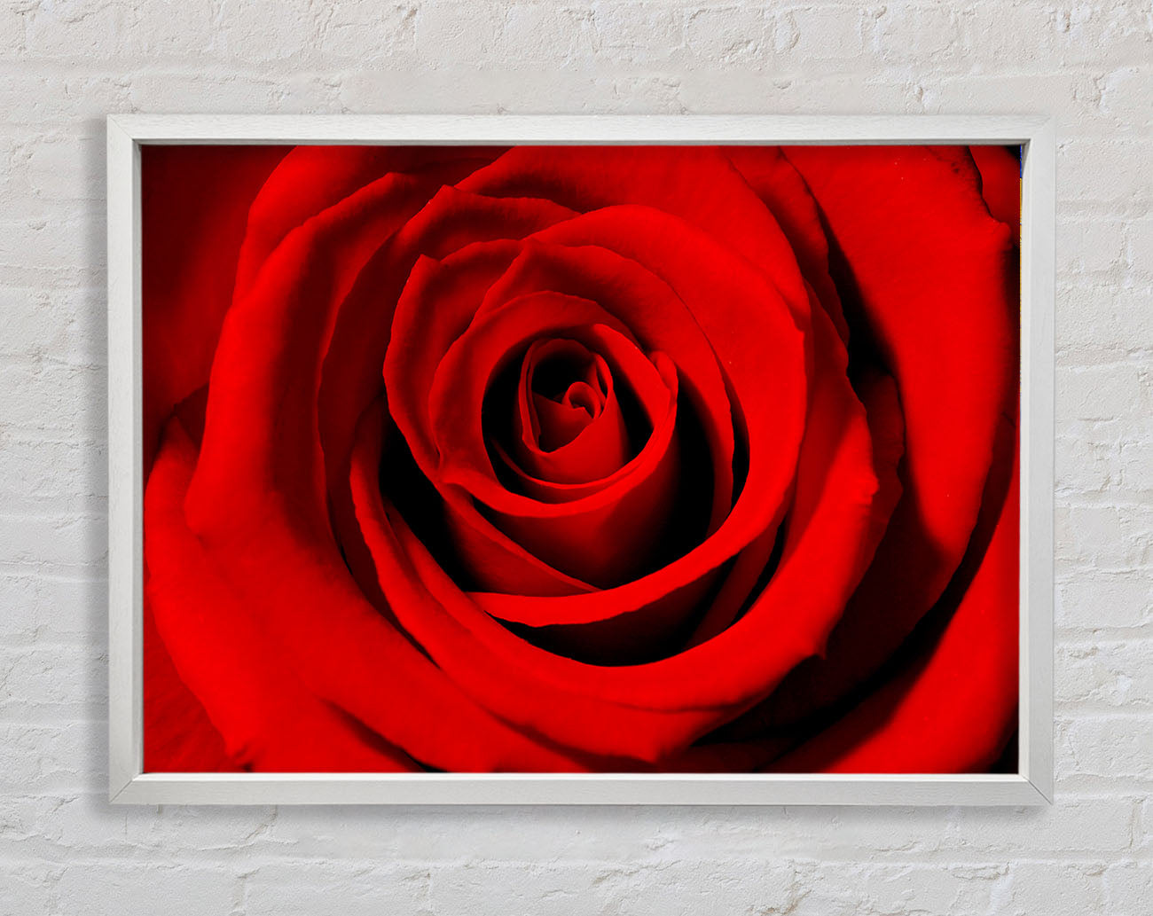 Close-Up Of The Soft Red Rose Framed Wall Art