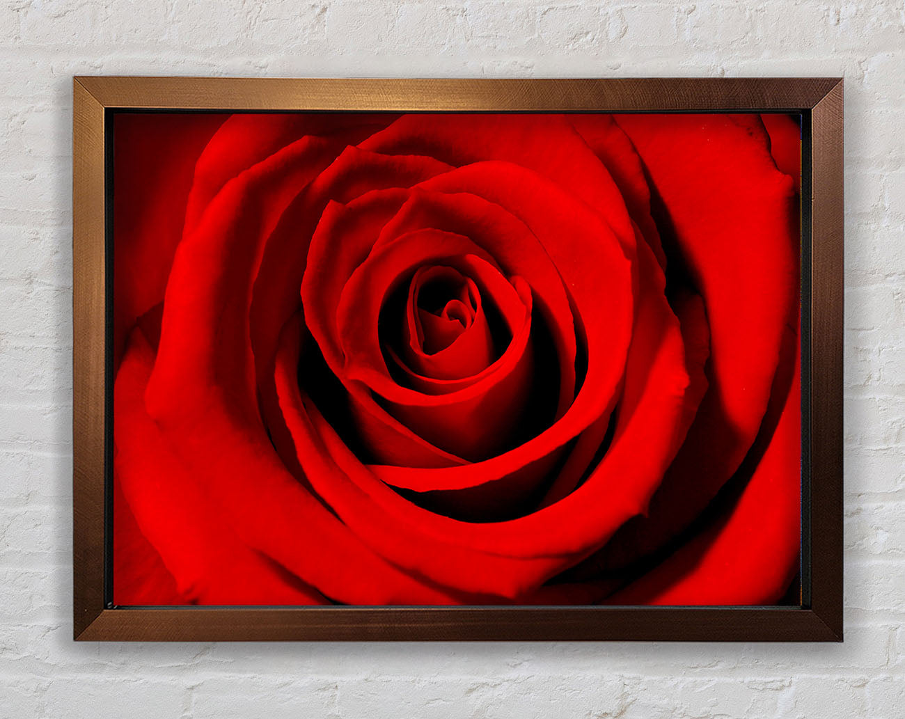 Close-Up Of The Soft Red Rose Framed Wall Art