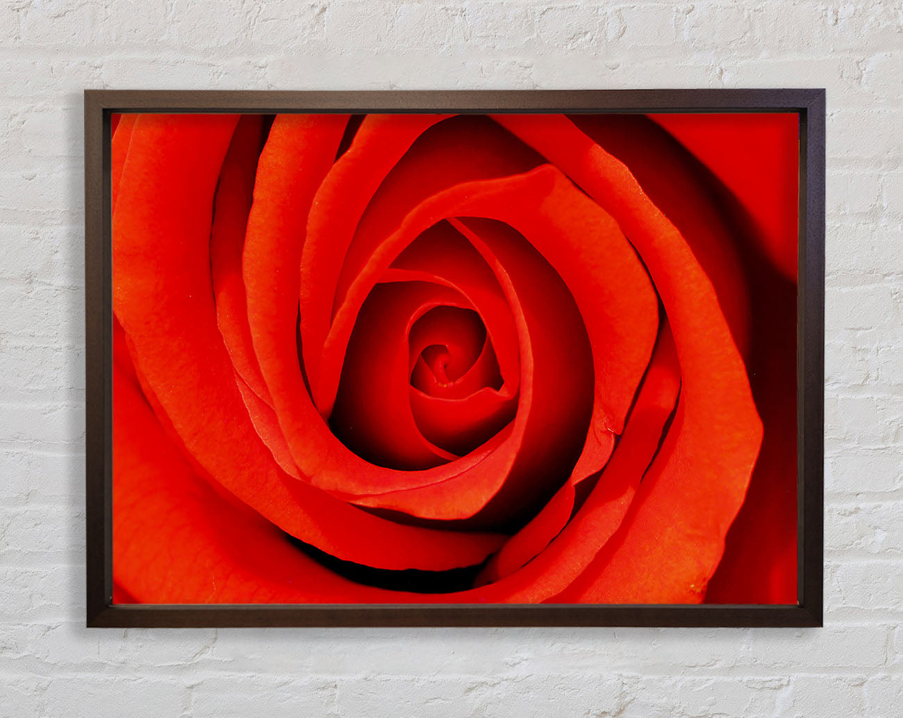 Close-Up Of A Beautiful Rose Framed Wall Art