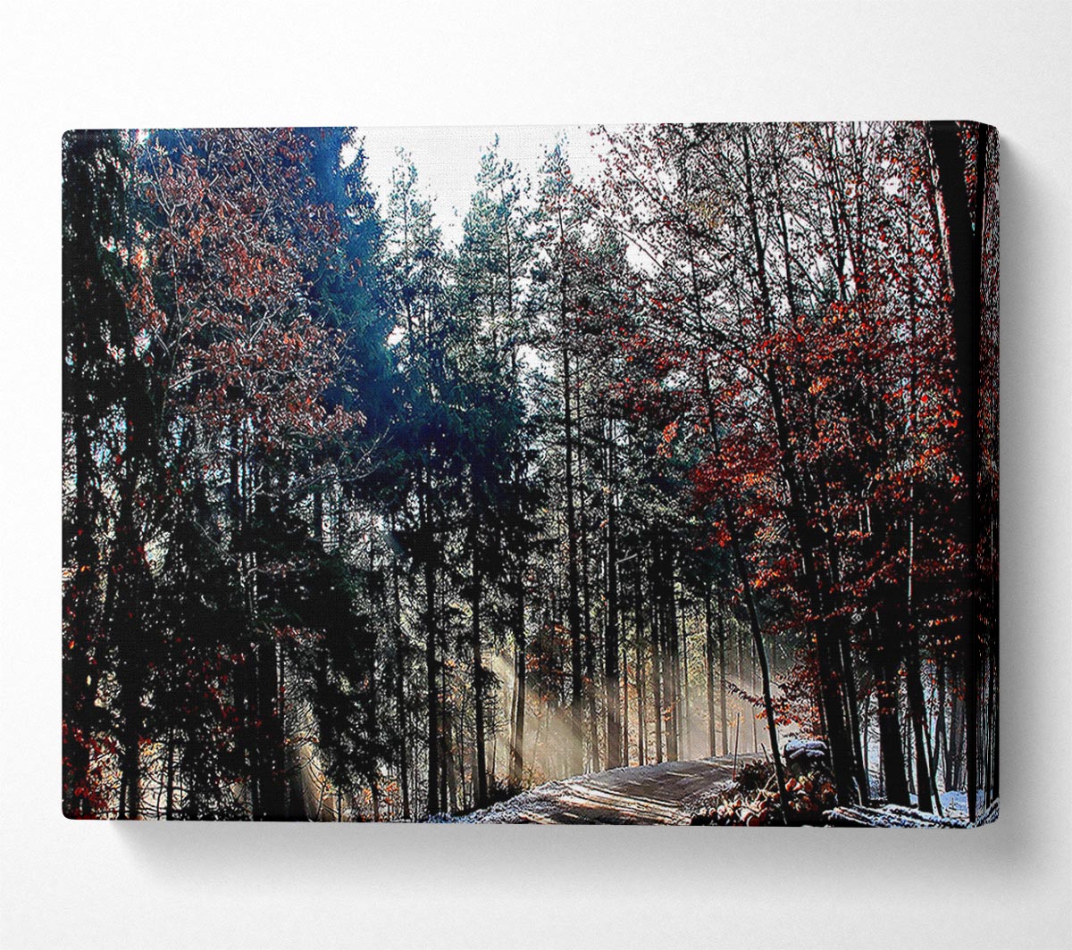 Forest Road In Winter Canvas Wall Art